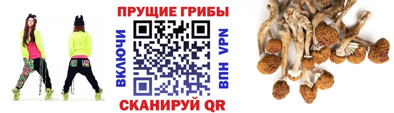 Купить закладки  Шатура  Псилоцибиновые грибы мицелий 